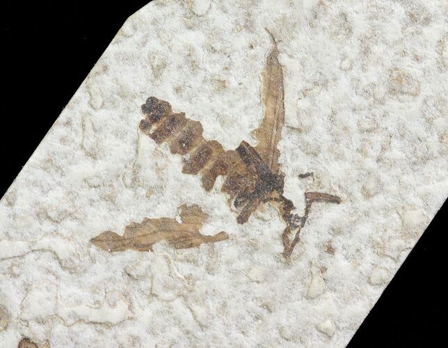 Fossil March Fly (Plecia) - Green River Formation #65167